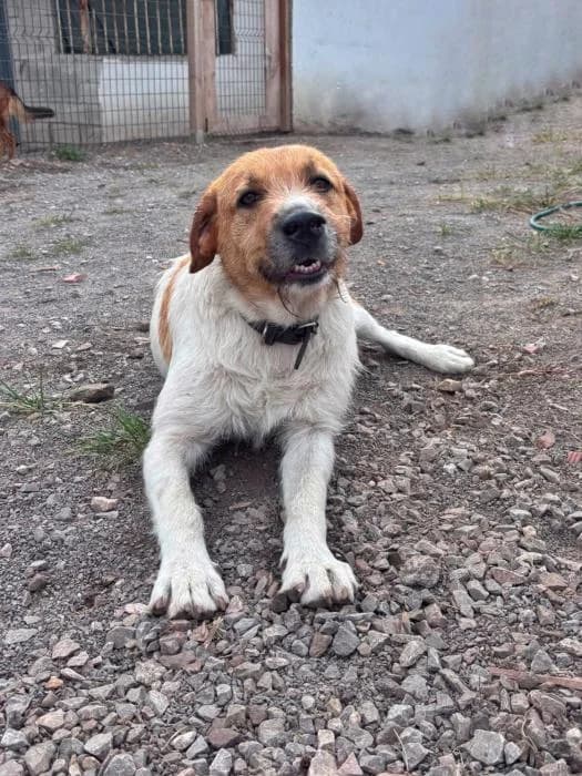 Moni, female Mixed Breed for adoption at Masquechuchos Oviedo, asturias