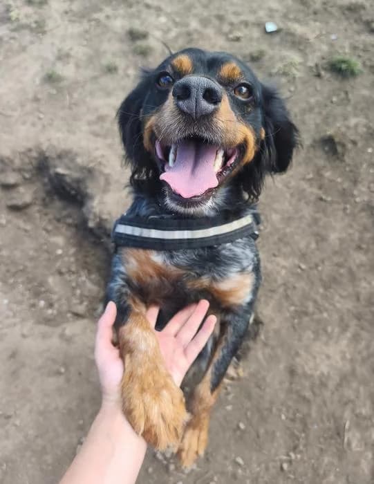 Gaucho, male Mixed Breed for adoption at Masquechuchos Oviedo, asturias