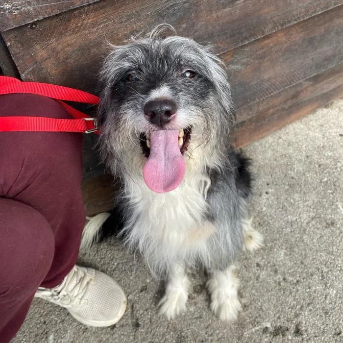 Luna, female Mixed Breed for adoption at Masquechuchos Oviedo, asturias