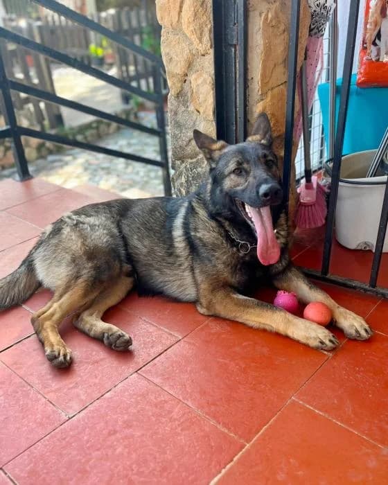 Gerix, male Mixed Breed for adoption at Masquechuchos Oviedo, asturias