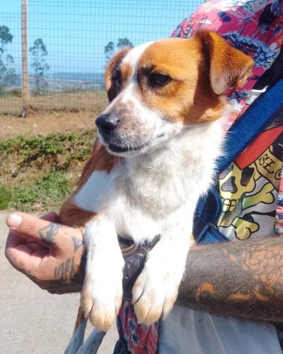 Perro pequeño, male Mixed Breed for adoption at Masquechuchos Oviedo, asturias