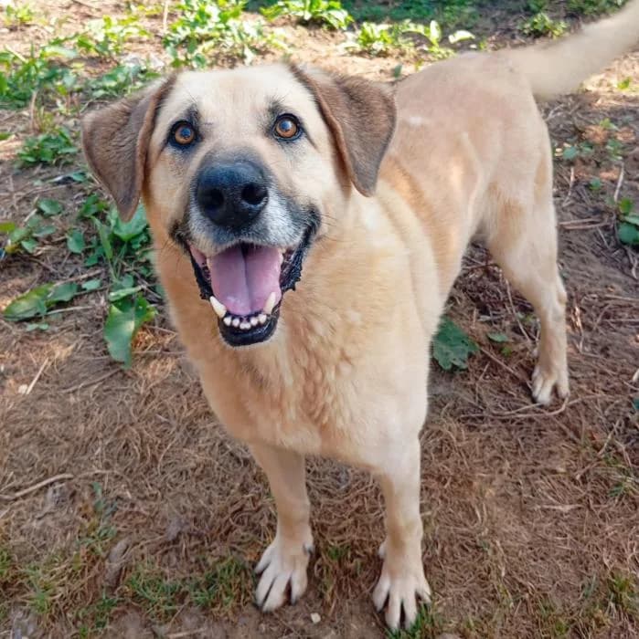 Rufio, male Mixed Breed for adoption at Masquechuchos Oviedo, asturias