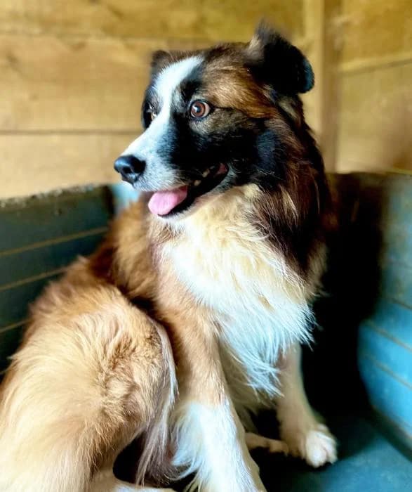 Django, male Mixed Breed for adoption at Masquechuchos Oviedo, asturias