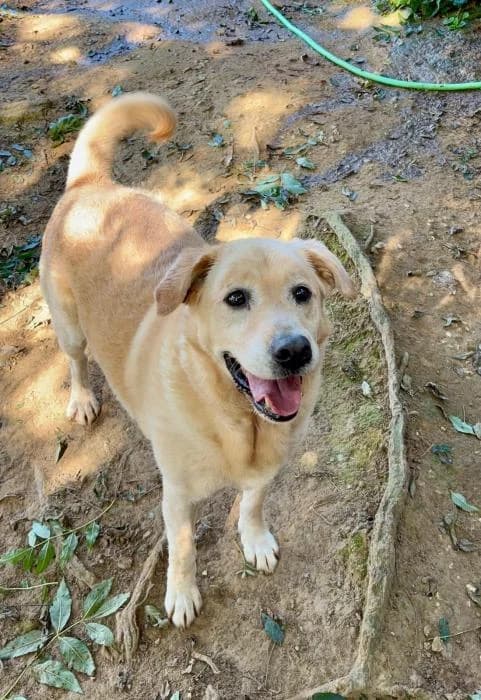 Teo, male Mixed Breed for adoption at Masquechuchos Oviedo, asturias