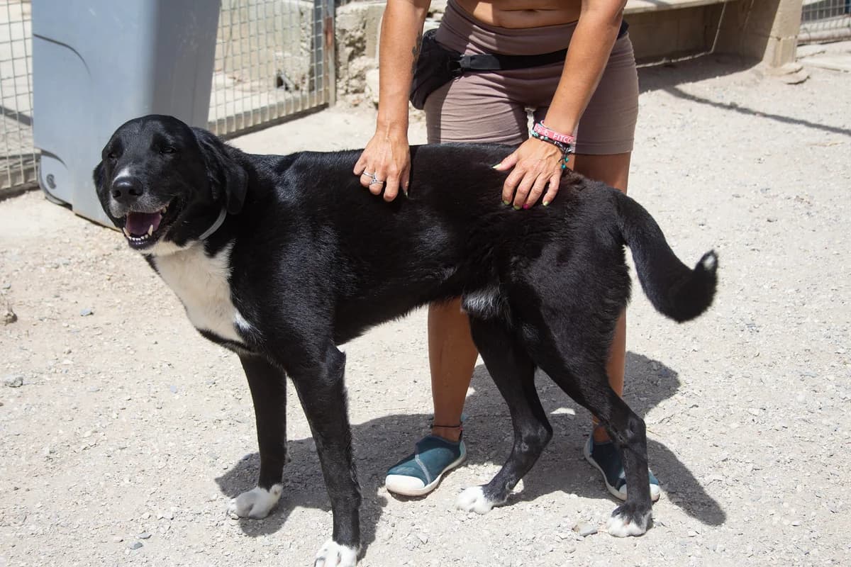 Benji, male Labrador Retriever for adoption at Melampo Protectora