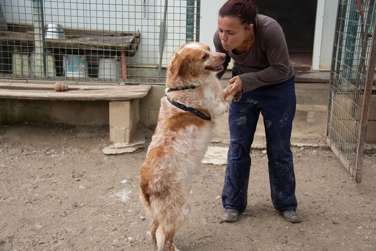 Broche, male mixed breed for adoption at Melampo Protectora