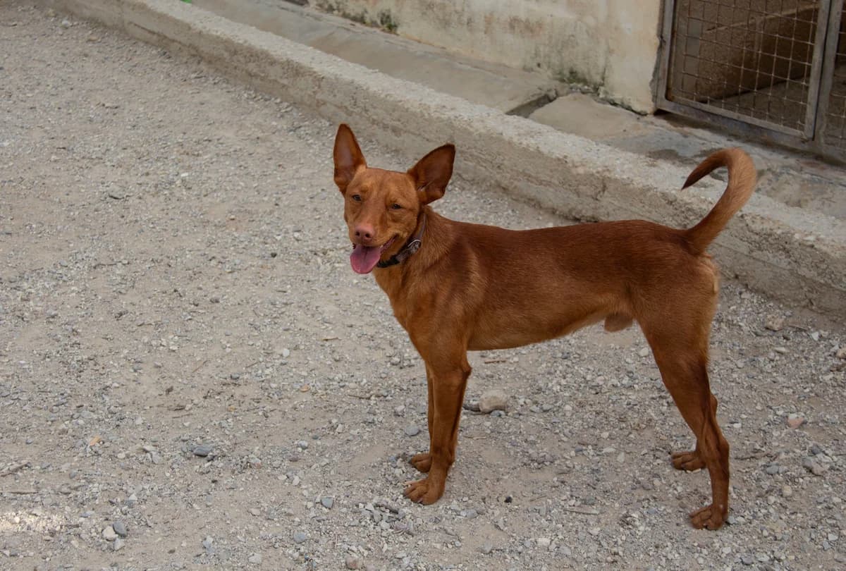 Brolo, male Podenco for adoption at Melampo Protectora