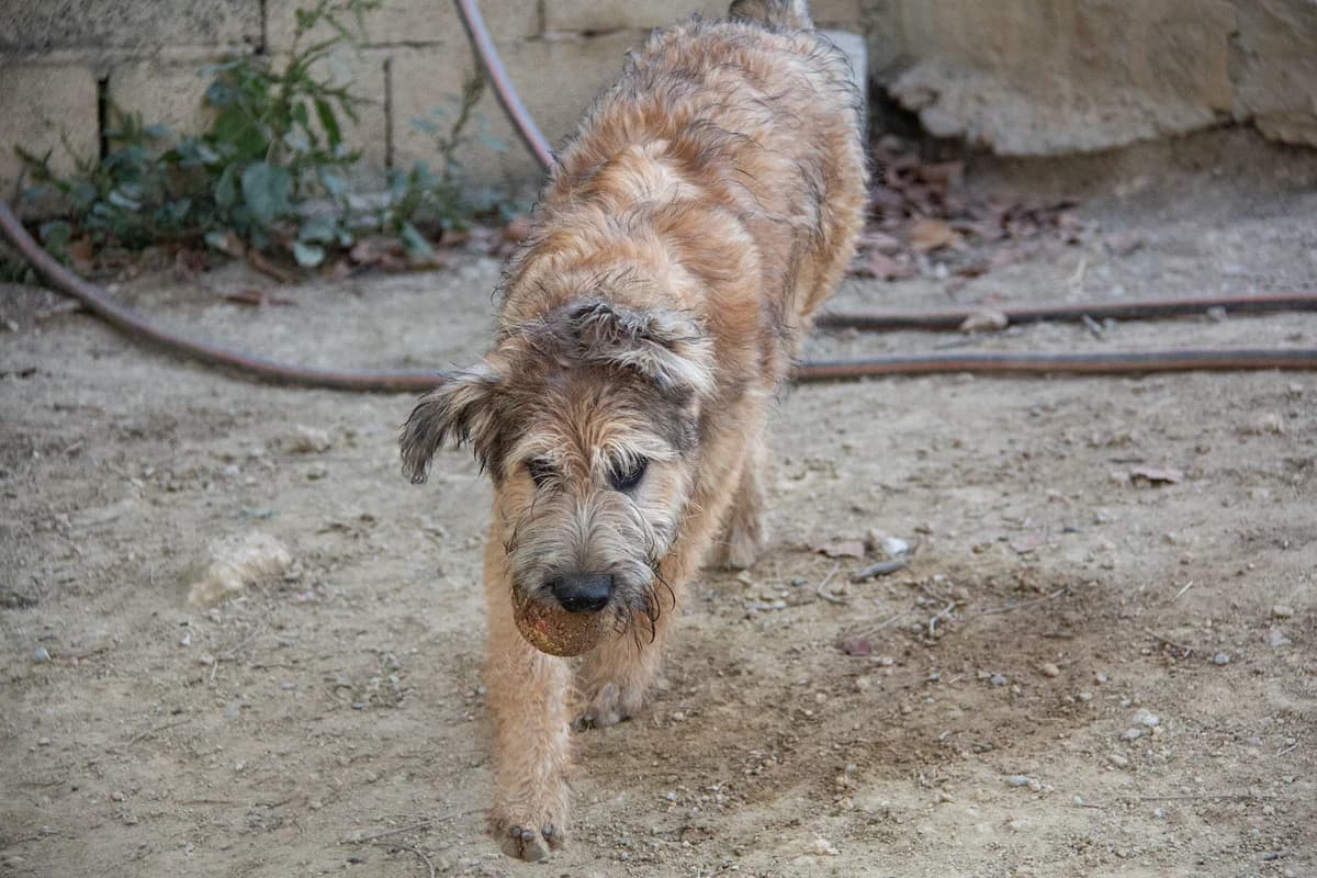 Corcho, male Belgian Malinois for adoption at Melampo Protectora