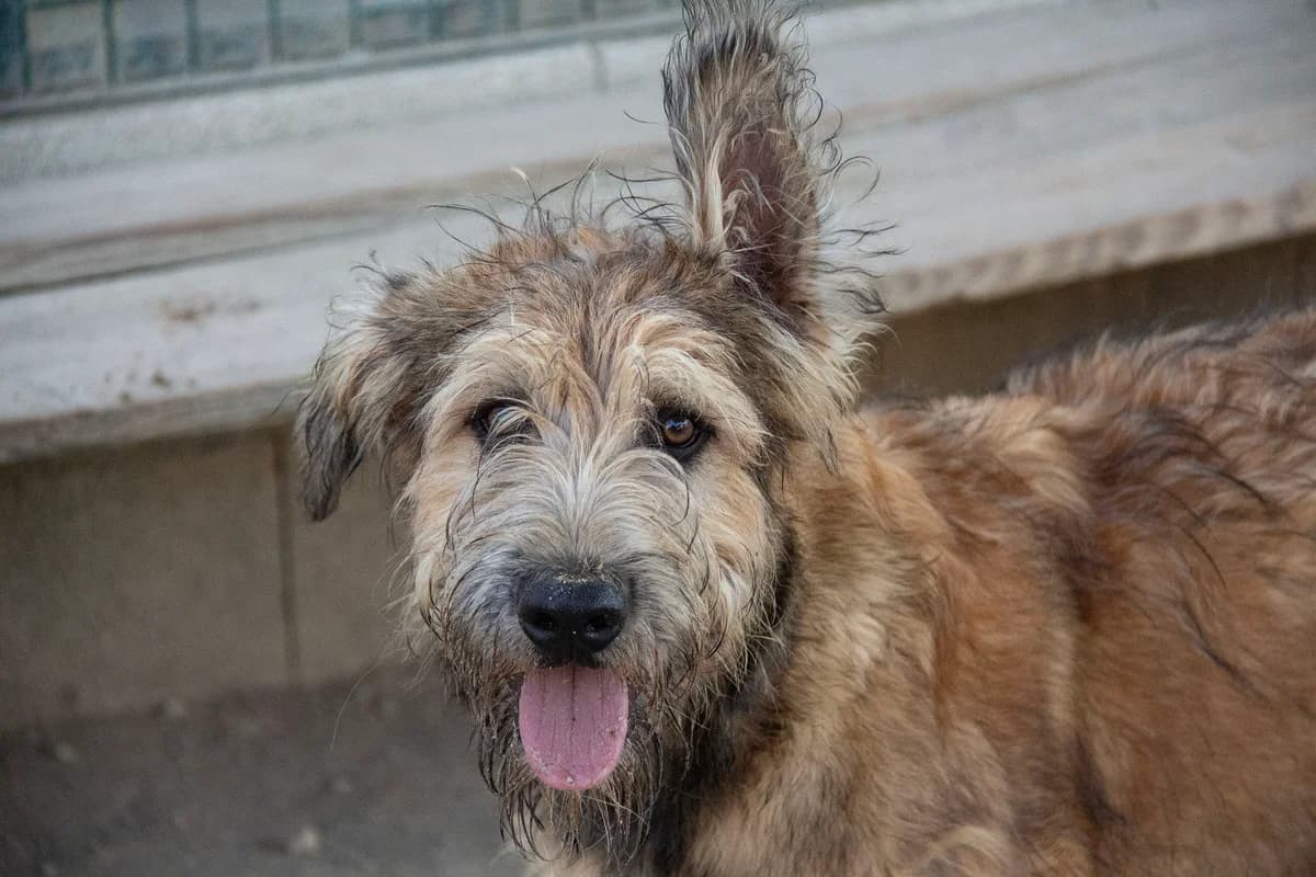 Corcho, male Belgian Malinois for adoption at Melampo Protectora