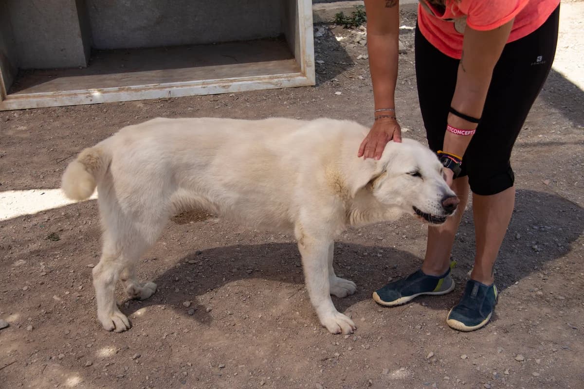 Dakota, female Golden Retriever for adoption at Melampo Protectora