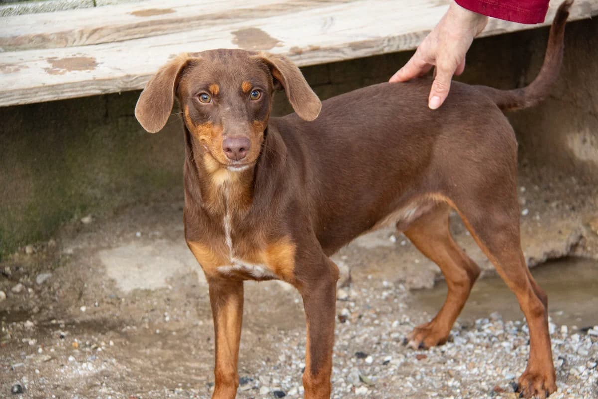 Ewe, male Podenco for adoption at Melampo Protectora