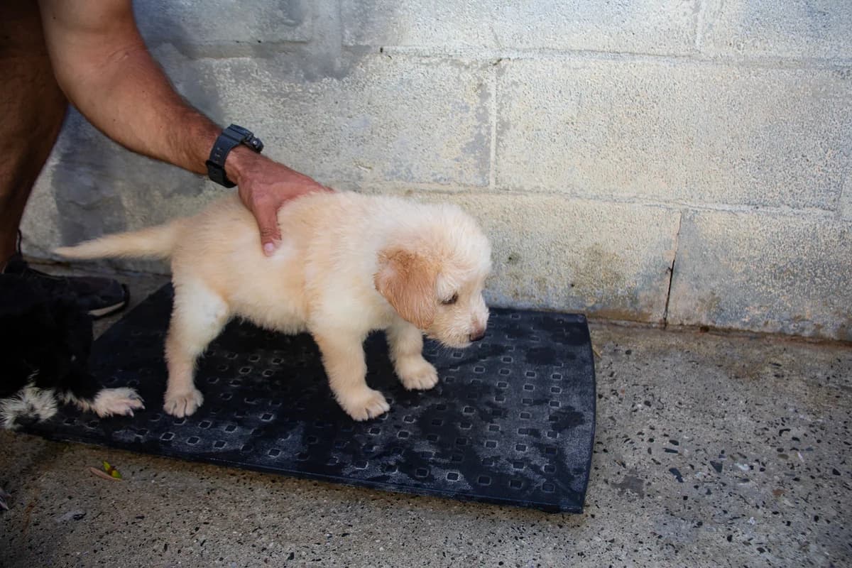 Faya, female mixed breed for adoption at Melampo Protectora