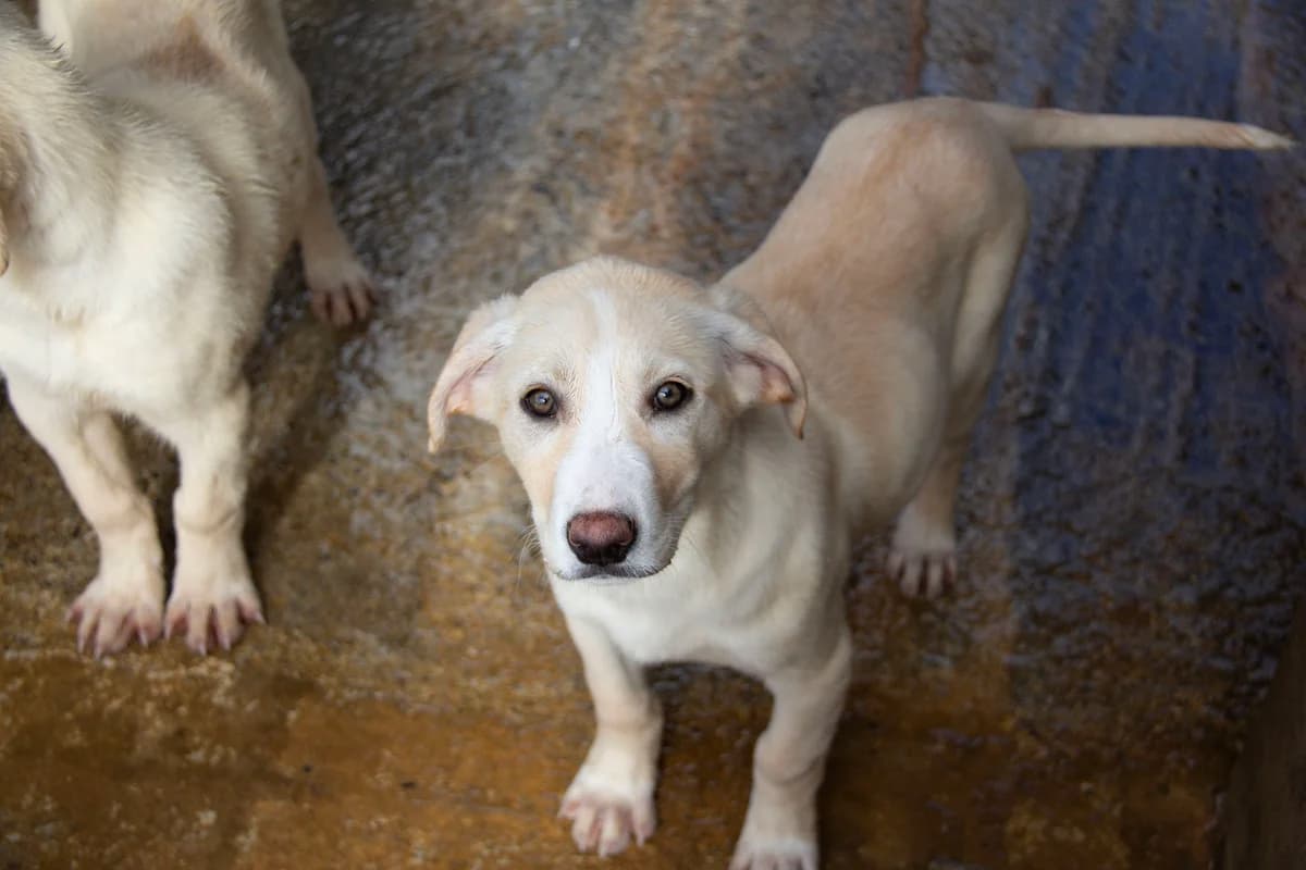 Hydra, female Mixed Breed for adoption at Melampo Protectora