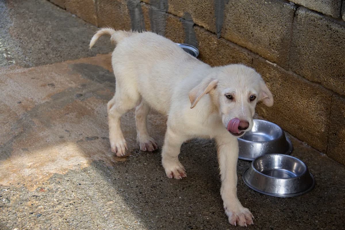 Korfu, male Mixed Breed for adoption at Melampo Protectora