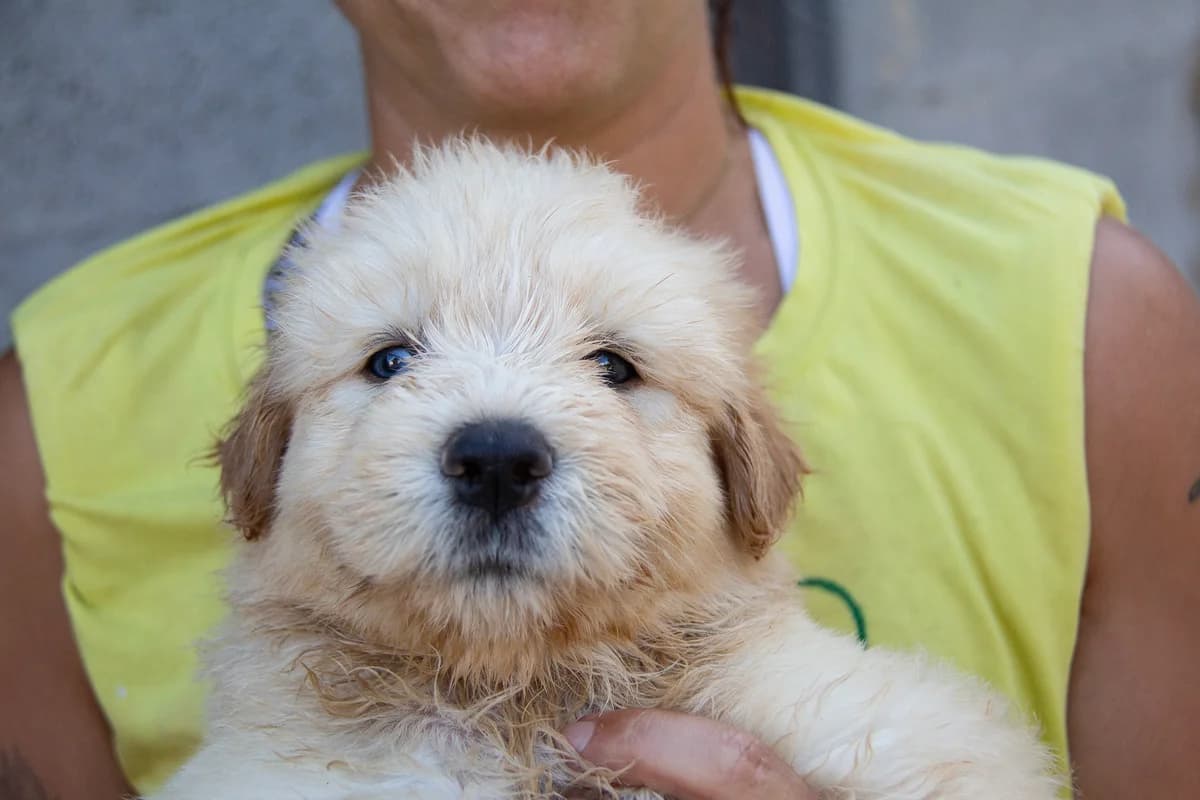 Leandro, male mixed breed for adoption at Melampo Protectora