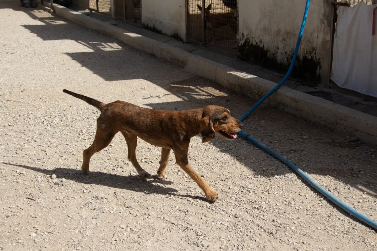 Leo, male mixed breed for adoption at Melampo Protectora