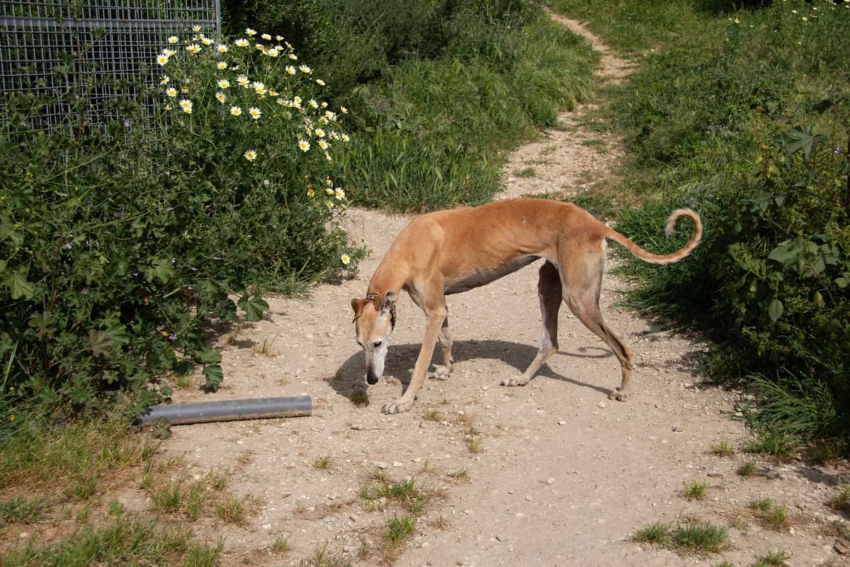 Lia, female Galgo Español for adoption at Melampo Protectora