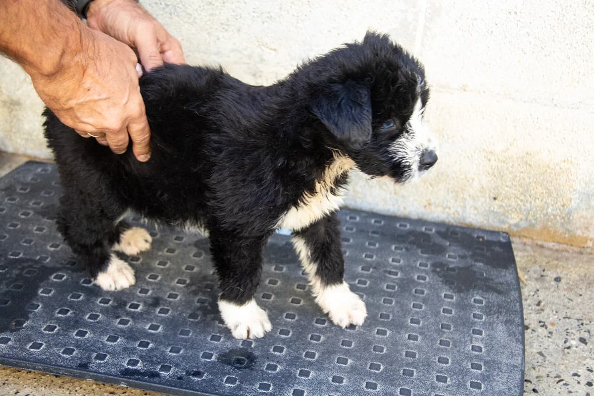 Lili, female mixed breed for adoption at Melampo Protectora