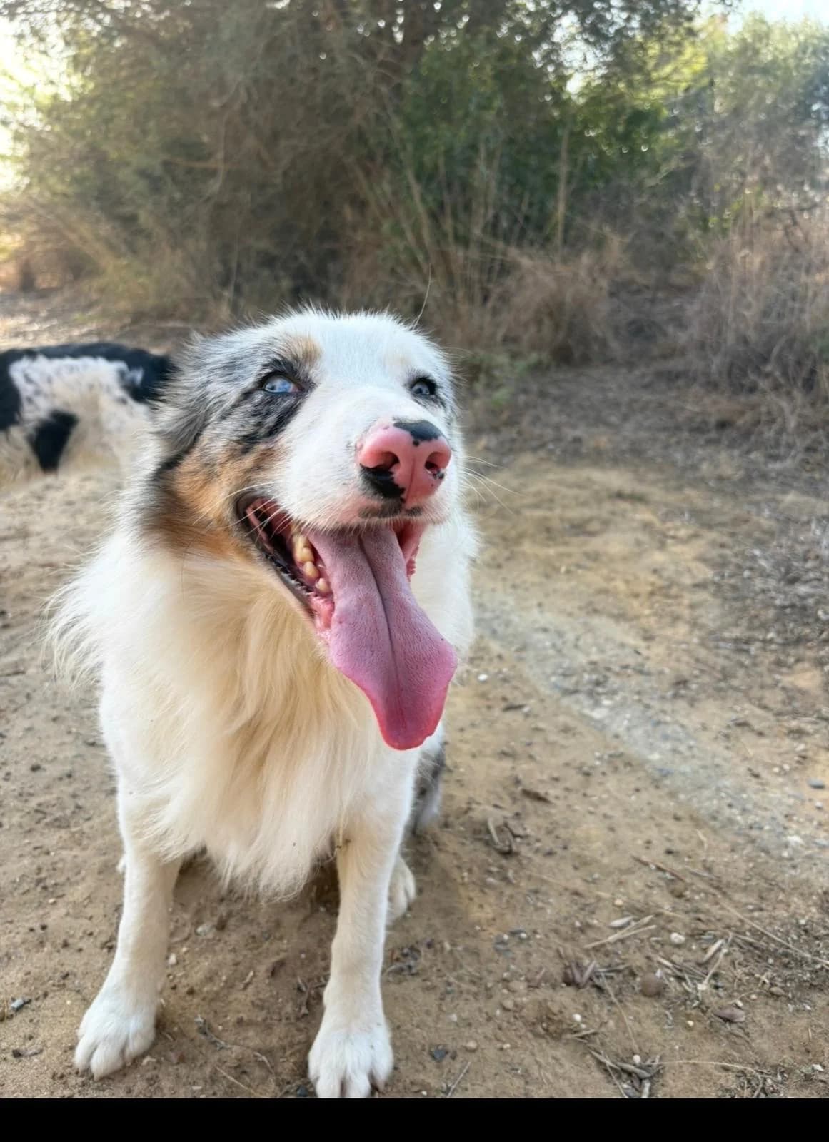 Lotto, male Border Collie for adoption at Melampo Protectora