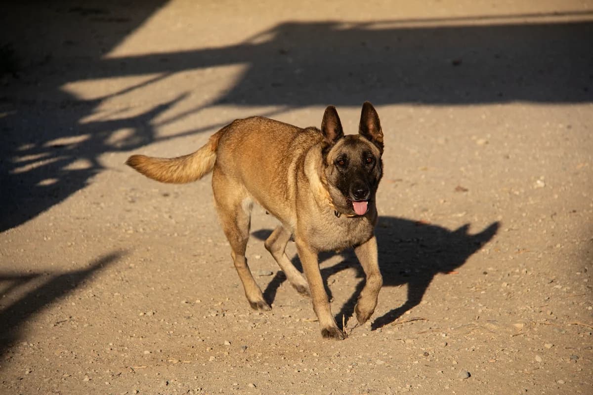 Manuela, female Belgian Malinois for adoption at Melampo Protectora