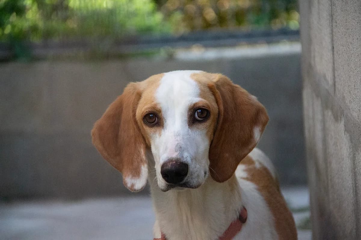 Messina, female mixed breed for adoption at Melampo Protectora