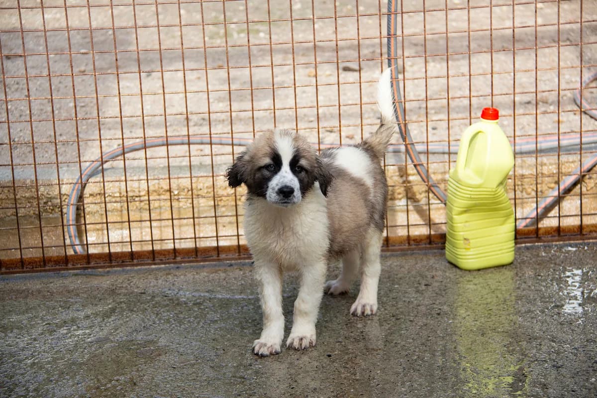 Naxos, male Mixed Breed for adoption at Melampo Protectora