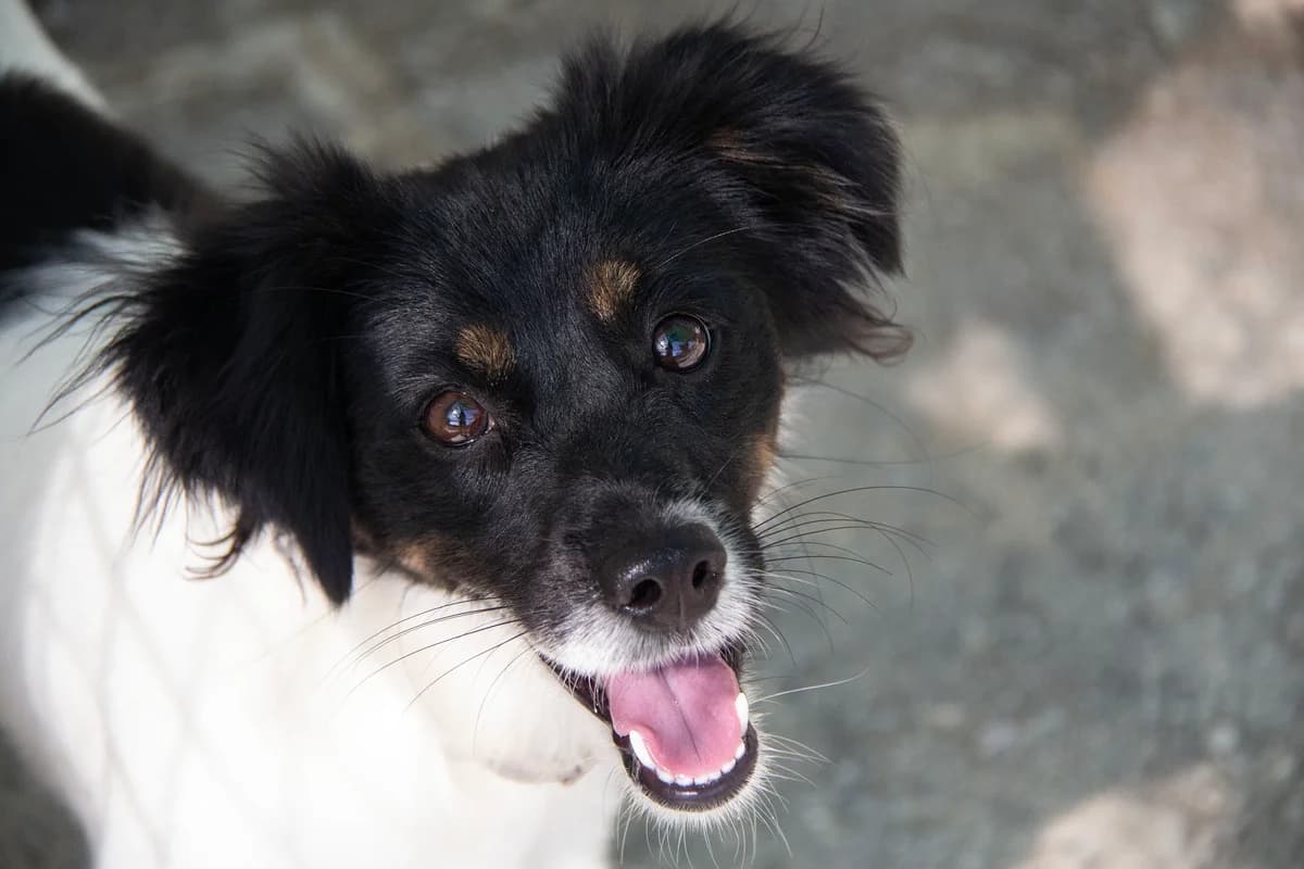 Perla, female Mixed Breed for adoption at Melampo Protectora