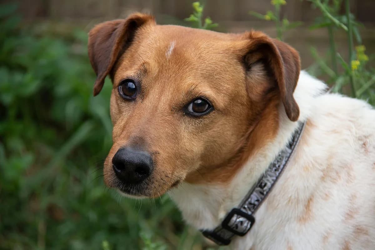 Raton, male mixed breed for adoption at Melampo Protectora
