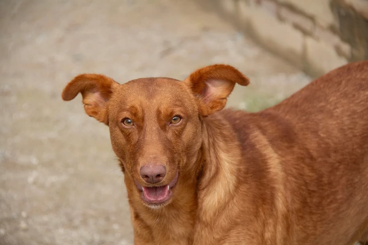 Satur, male Podenco for adoption at Melampo Protectora