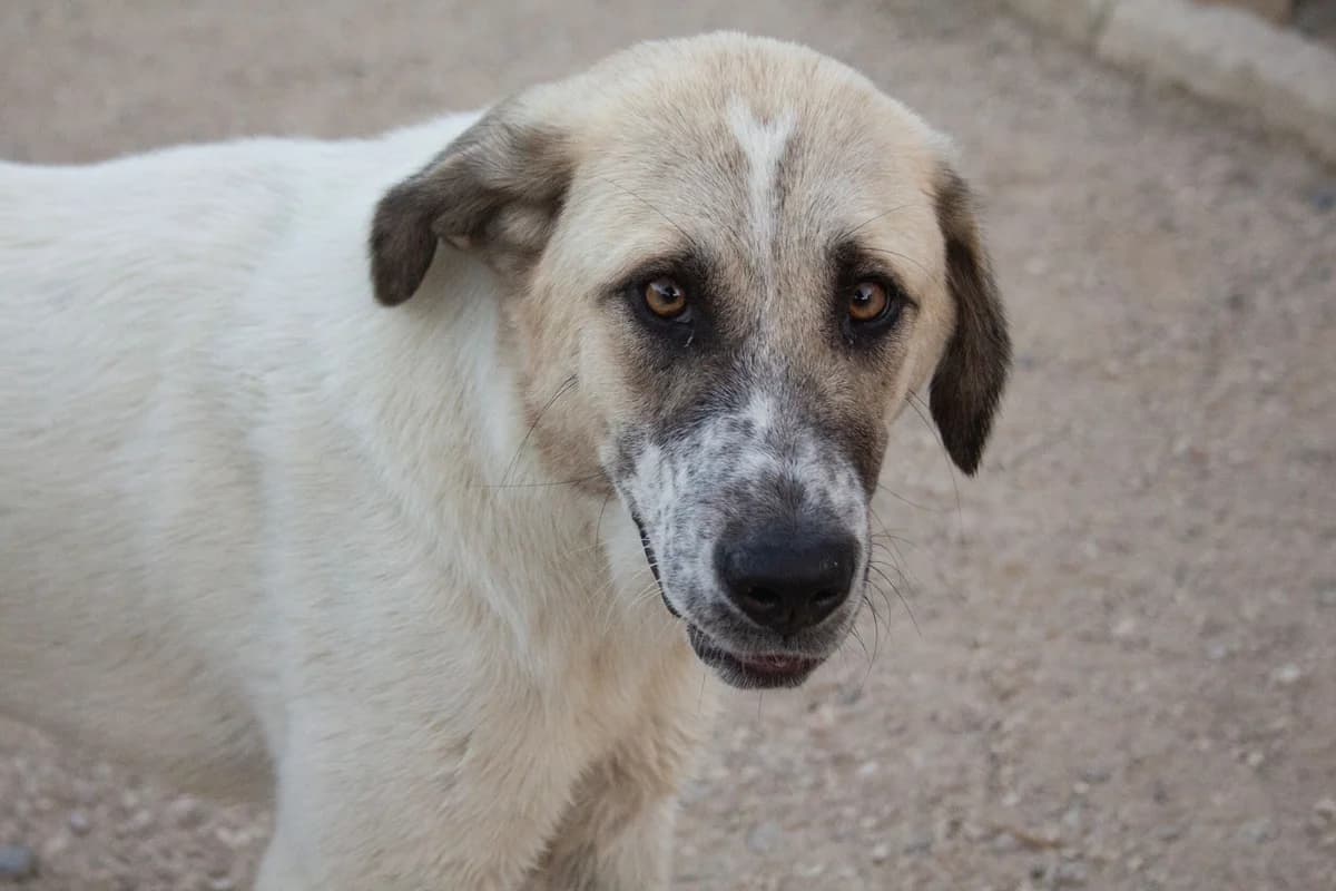 Taiga, female mixed breed for adoption at Melampo Protectora