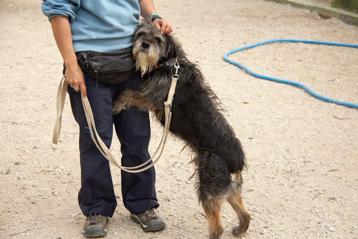 Tobin, male mixed breed for adoption at Melampo Protectora