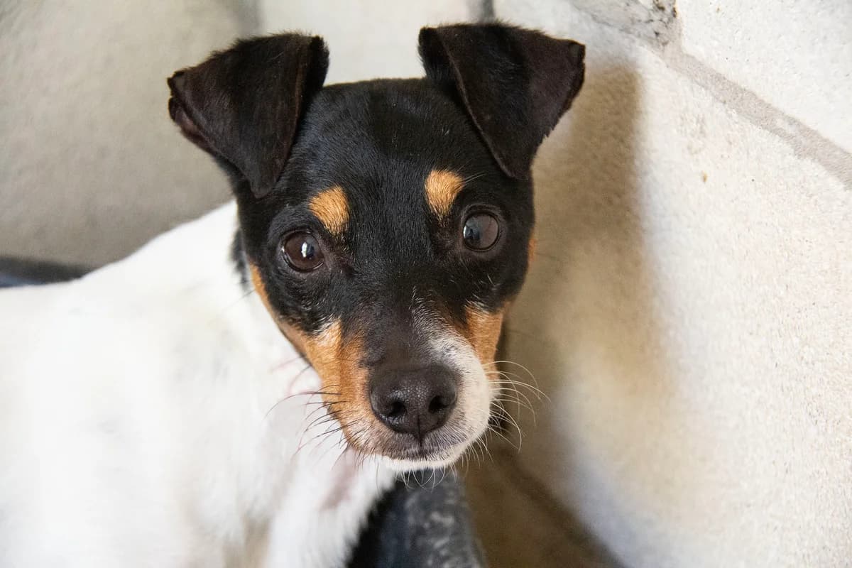 Viktor, male mixed breed for adoption at Melampo Protectora