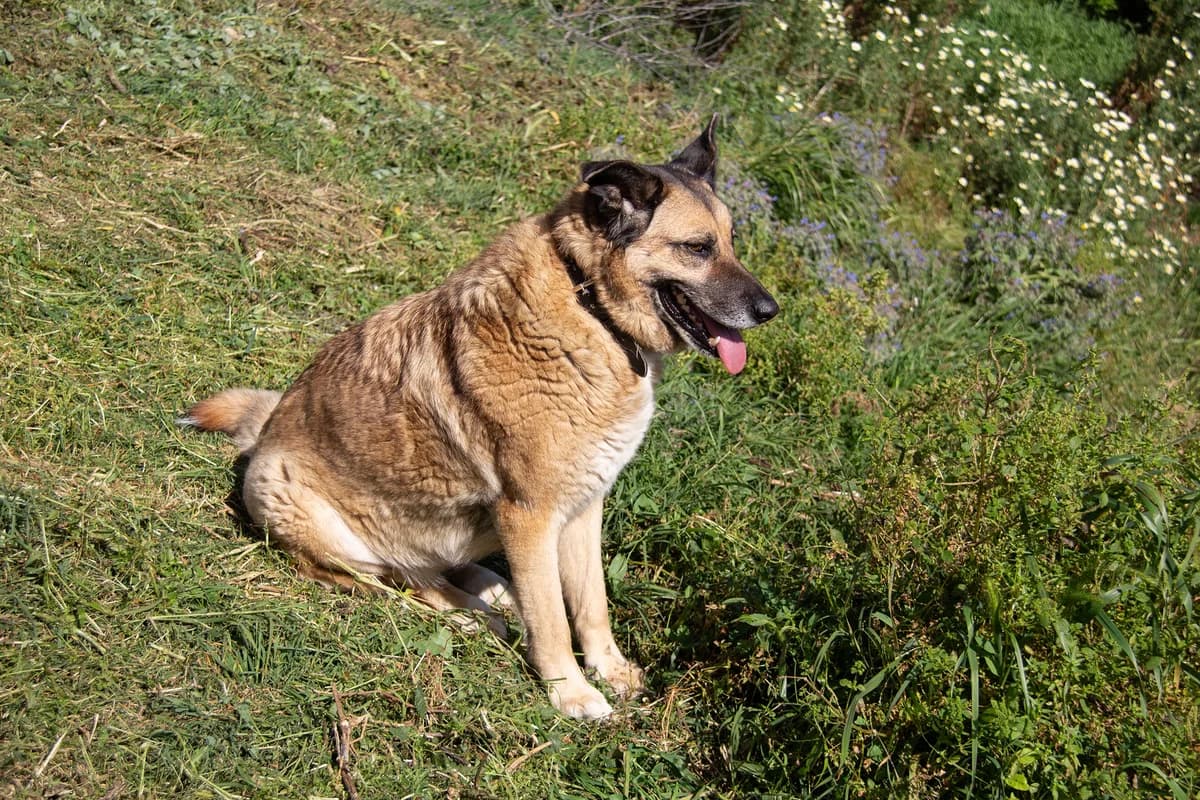 Vilma, female mixed breed for adoption at Melampo Protectora