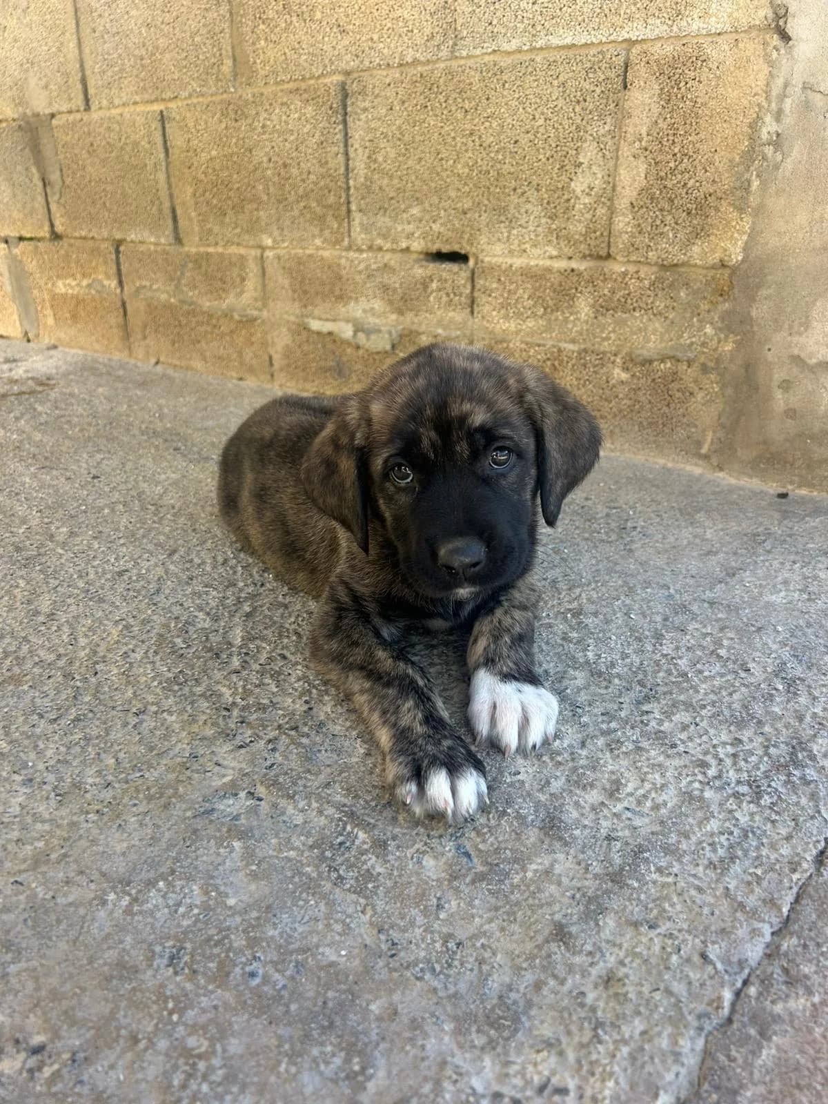 Vivi, male mixed breed for adoption at Melampo Protectora