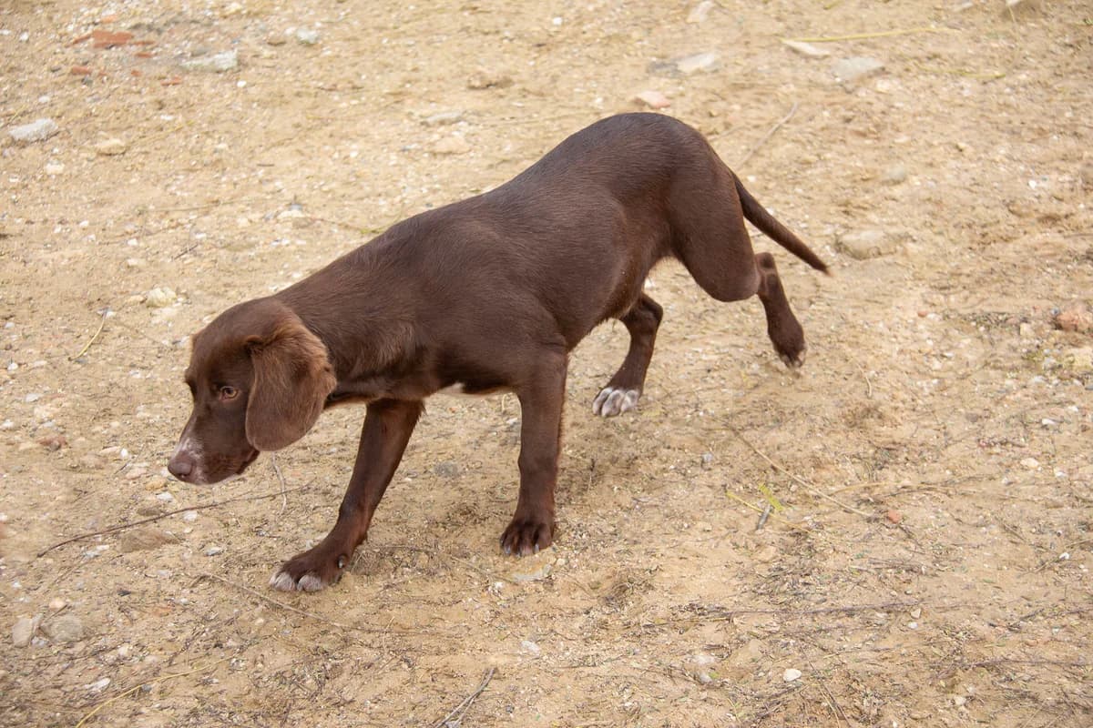 Wolof, male Podenco for adoption at Melampo Protectora