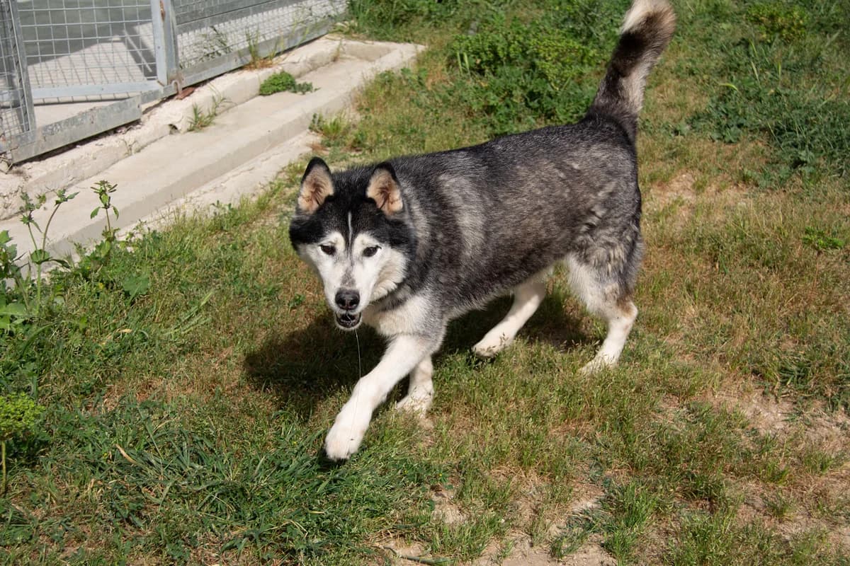 Zeus, male Husky for adoption at Melampo Protectora