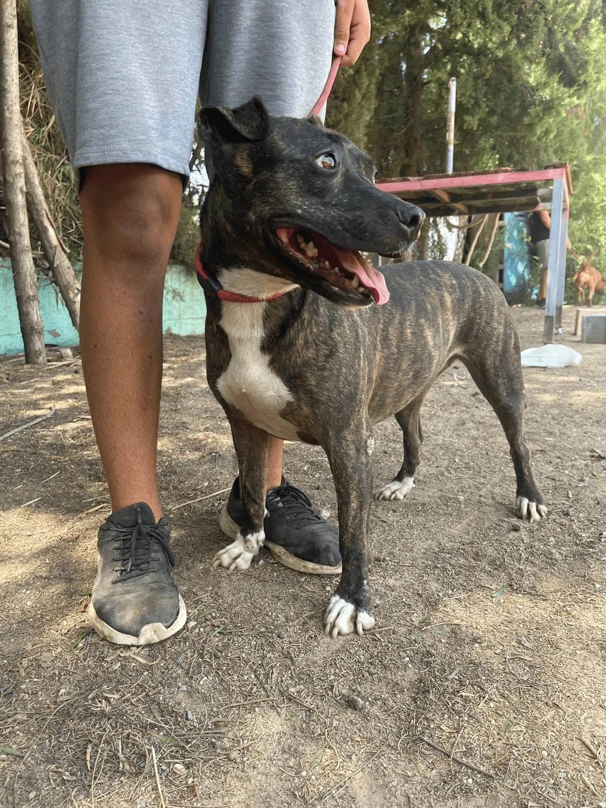 GRETA, Atigrado pechera Pelo: Corto Peso: 19 female 3yo Pit Bull Terrier for adoption at AdoptaMur — Murcia Municipal Animal Adoption