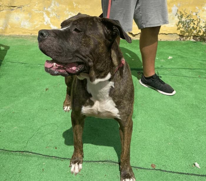MISTER, Atigrado Pelo: Corto Peso: 23 male 3yo American Staffordshire Terrier for adoption at AdoptaMur — Murcia Municipal Animal Adoption