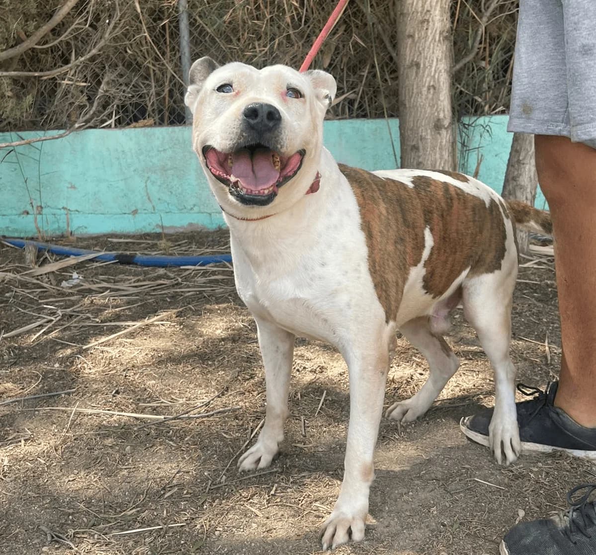 OLIVER, Blanco y atigrado Pelo: Corto Peso: 27 k male 3yo American Staffordshire Terrier for adoption at AdoptaMur — Murcia Municipal Animal Adoption