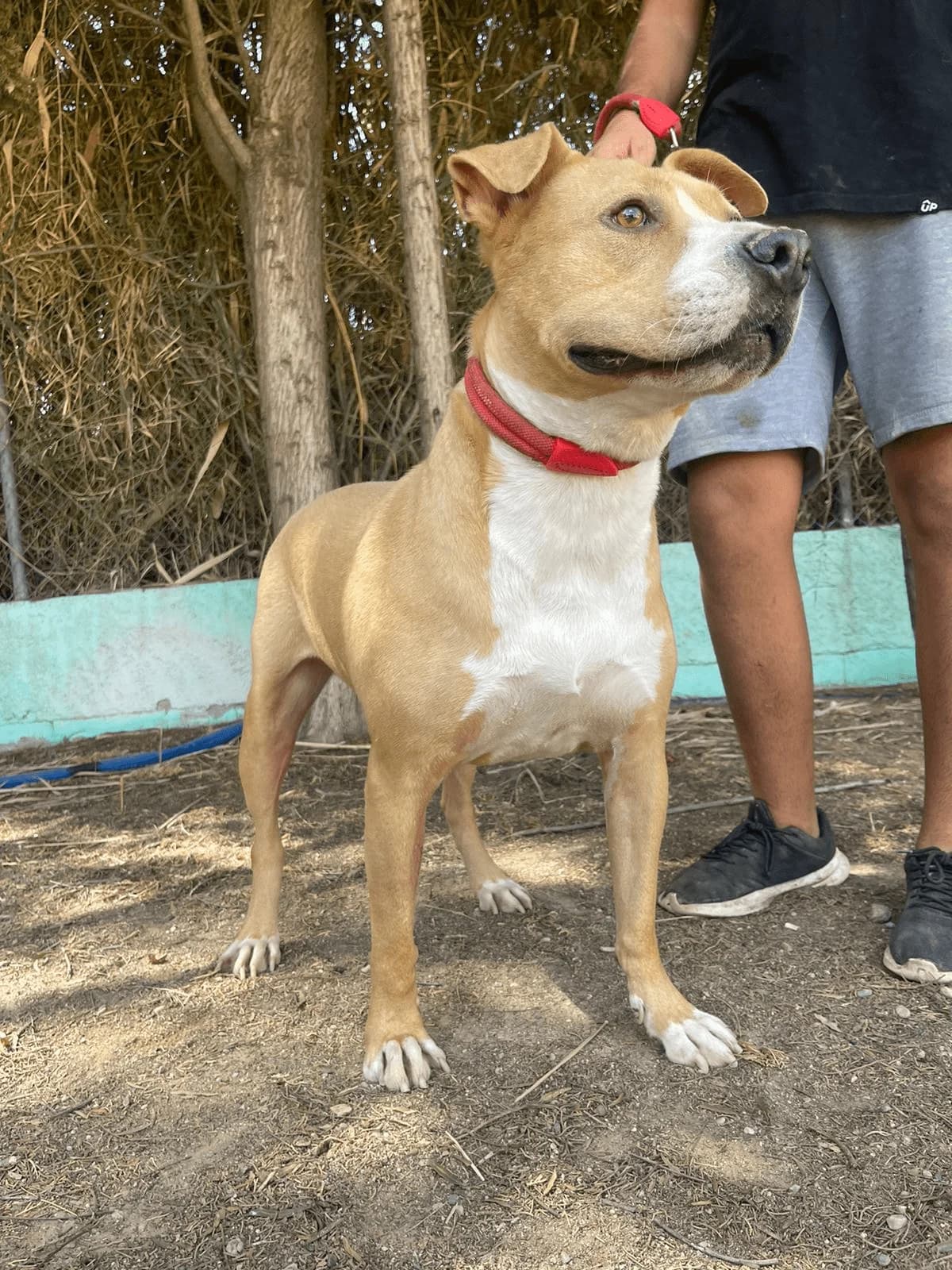 ZEUS, Canela pechera calzado Pelo: Corto Peso: male 3yo Pit Bull Terrier for adoption at AdoptaMur — Murcia Municipal Animal Adoption