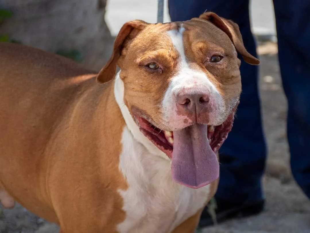 THOR, male 3yo American Staffordshire Terrier for adoption at AdoptaMur — Murcia Municipal Animal Adoption