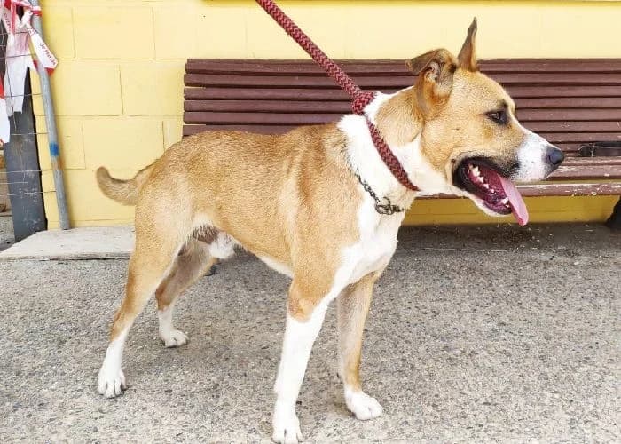 TORO, Blanco y canela Pelo: Corto Peso: 25 kg male 3yo American Staffordshire Terrier for adoption at AdoptaMur — Murcia Municipal Animal Adoption
