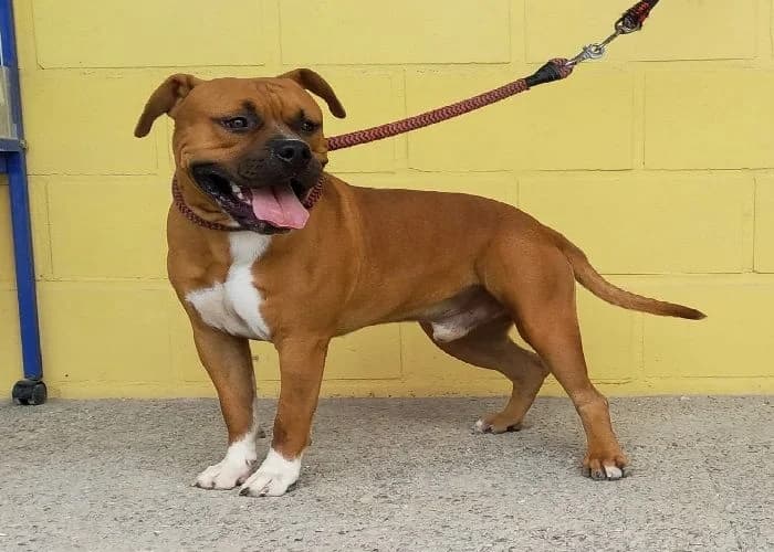 PONGO, Canela pechera Pelo: Corto Peso: 30 male 3yo American Staffordshire Terrier for adoption at AdoptaMur — Murcia Municipal Animal Adoption