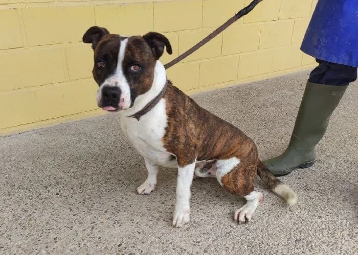 BOLO, Atigrado y blanco Pelo: Corto Peso: 24 male young American Staffordshire Terrier for adoption at AdoptaMur — Murcia Municipal Animal Adoption