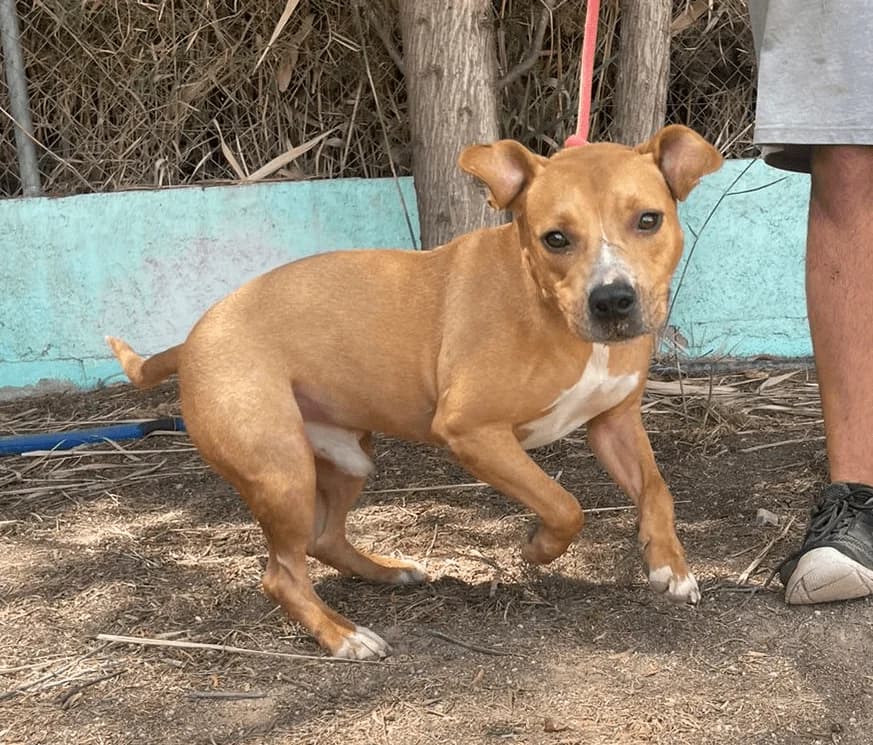 PEPE, Castaño Pelo: Corto Peso: 17 male 3yo Pit Bull Terrier for adoption at AdoptaMur — Murcia Municipal Animal Adoption