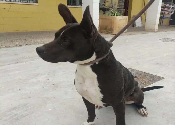 LOLA, Chocolate Pelo: Corto Peso: 22 kg female 3yo American Staffordshire Terrier for adoption at AdoptaMur — Murcia Municipal Animal Adoption