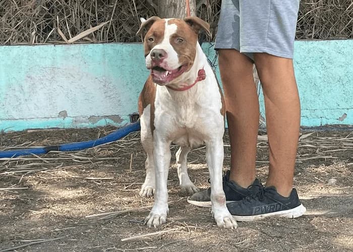 IRON, Castaño y blanco Pelo: Corto Peso: 33 kg male 3yo American Staffordshire Terrier for adoption at AdoptaMur — Murcia Municipal Animal Adoption