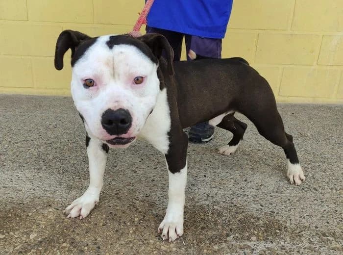 BALTO, Negro y blanco Pelo: Corto Peso: 28 kg male 3yo American Staffordshire Terrier for adoption at AdoptaMur — Murcia Municipal Animal Adoption