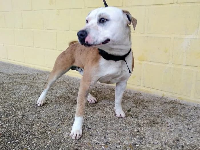 FER, Canela y blanco Pelo: Corto Peso: 23 kg male 3yo American Staffordshire Terrier for adoption at AdoptaMur — Murcia Municipal Animal Adoption