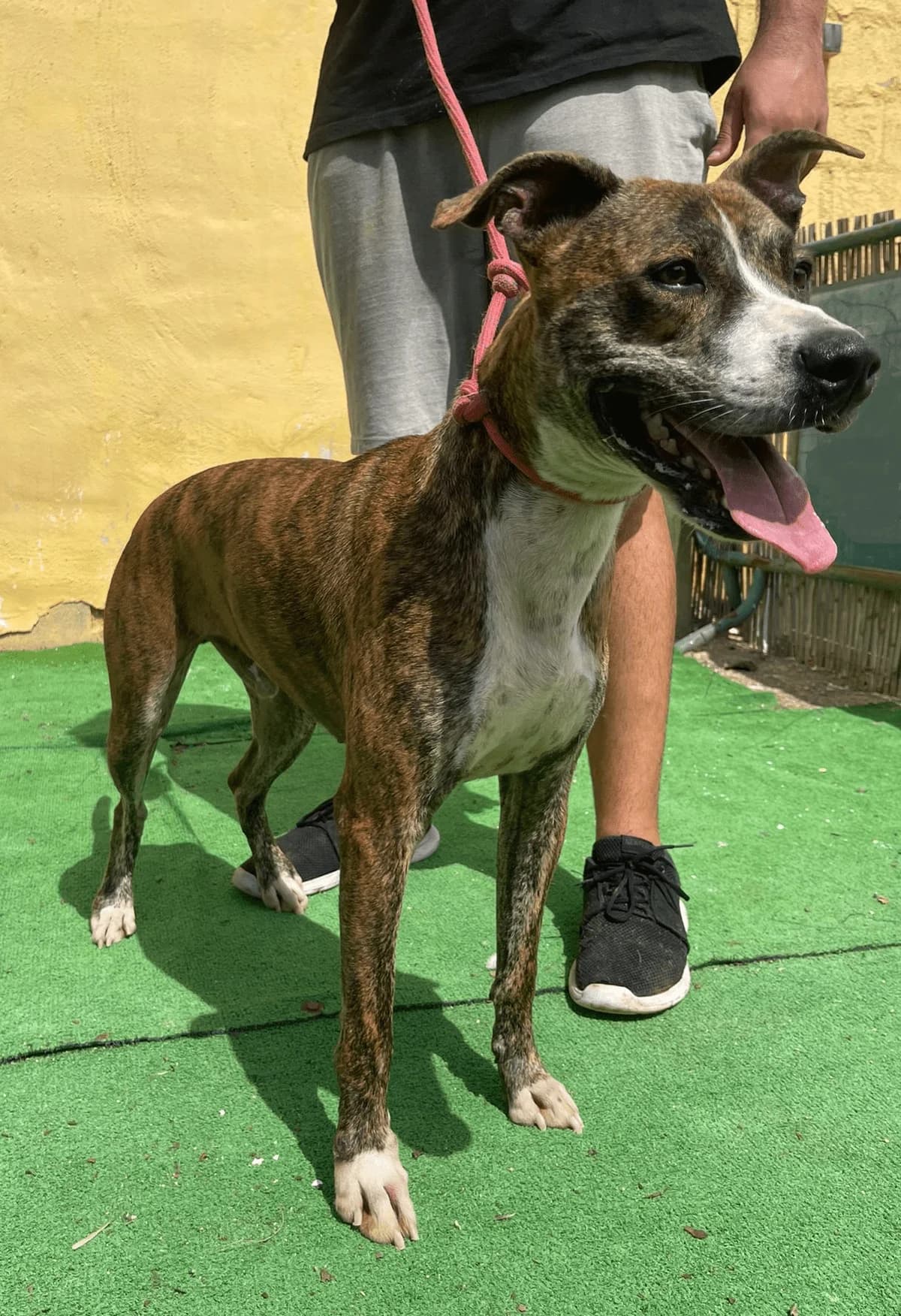 KHAN, Atigrado y blanco Pelo: Corto Peso: 18 k male 3yo American Staffordshire Terrier for adoption at AdoptaMur — Murcia Municipal Animal Adoption
